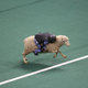 Illustration for article titled Terrified Children Still Being Thrown, Taunted By Angry Sheep